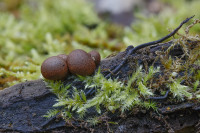 /album/foto-adriano/07-l4a1465-copia-2-jpg/